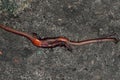 Earthworm mating, two worms copulate in a garden at night