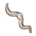 Earthworm monochrome outline sketch insect white vector illustration Royalty Free Stock Photo