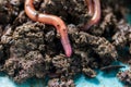 Earthworm moving on fertile soil. Dendrobaena is a burrowing annelid worm that lives in the soil, if many in the soils, that