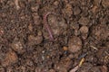 Earthworm moving on fertile soil. Dendrobaena is a burrowing annelid worm that lives in the soil, if many in the soils, that