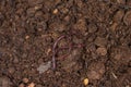Earthworm moving on fertile soil. Dendrobaena is a burrowing annelid worm that lives in the soil, if many in the soils, that