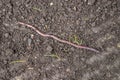 Earthworm moving on the fertile soil of the greenhouse. Garden compost and worms recycle plant waste into a rich soil improver and