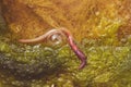 Earthworm in nature Royalty Free Stock Photo