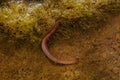 Earthworm in nature Royalty Free Stock Photo