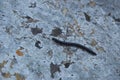 Earthworm 2nd Royalty Free Stock Photo