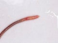 Earthworm Royalty Free Stock Photo