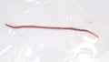 Earthworm Royalty Free Stock Photo