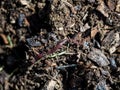 Earthworm on a permaculture fertile soil with shredded wood