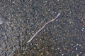 Earthworm after the rain crawled out on the asphalt