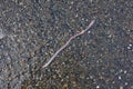 Earthworm after the rain crawled out on the asphalt Royalty Free Stock Photo