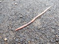 Earthworm on the road during rainy day.