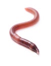 Earthworm Royalty Free Stock Photo