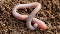 Earthworm in soil Royalty Free Stock Photo