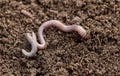 Earthworm in soil