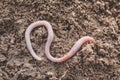 Earthworm in soil - closeup shot