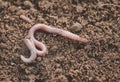 Earthworm in soil - closeup shot