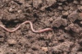 An earthworm on a soil. Earthworm and healthier soil Royalty Free Stock Photo