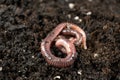 Earthworm Texture and Segments in Close-Up Royalty Free Stock Photo