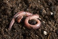 Earthworm Texture and Segments in Close-Up Royalty Free Stock Photo