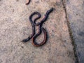 A dead and rotting earthworm close up