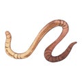 Earthworm. Watercolor illustration. Isolated white background. Curled wriggling pests. Concepts of helminthic diseases.