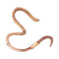 Earthworm. Watercolor illustration. Isolated white background. Curled wriggling pests. Concepts of helminthic diseases.