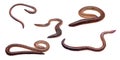 earthworm on white isolated background Royalty Free Stock Photo