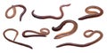 earthworm on white isolated background Royalty Free Stock Photo