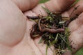 Earth worms known as red wigglers in a mans hand. these worms are used for bait and to compost organic waste Royalty Free Stock Photo