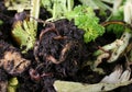 Earthworms in compost bin