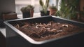 Earthworms and compost bin. Worm composting is using worms to recycle food scraps.