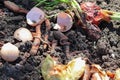 Earthworms compost organic waste
