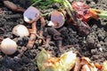 Earthworms compost organic waste Royalty Free Stock Photo