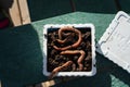 Earthworms in bait container Royalty Free Stock Photo