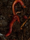 Earthworms crawling in compost