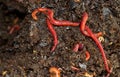 Earthworms crawling in compost Royalty Free Stock Photo