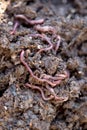 Earthworms Crawling on Compost Royalty Free Stock Photo