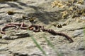 Earthworms crawling in the garden by stone Royalty Free Stock Photo