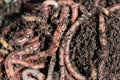 Earthworms Royalty Free Stock Photo