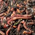 Earthworms Royalty Free Stock Photo