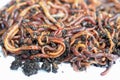 Earthworms Dendrobena Veneta for Fishing or Compost