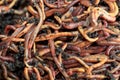 Earthworms Dendrobena Veneta for Fishing or Compost