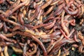 Earthworms Dendrobena Veneta for Fishing or Compost Royalty Free Stock Photo