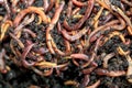 Earthworms Dendrobena Veneta for Fishing or Compost