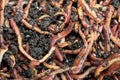 Earthworms Dendrobena Veneta for Fishing or Compost Royalty Free Stock Photo