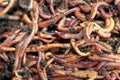 Earthworms Dendrobena Veneta for Fishing or Compost