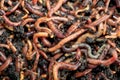 Earthworms Dendrobena Veneta for Fishing or Compost Royalty Free Stock Photo