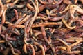 Earthworms for Fishing or Compost