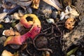 Earthworms on food scraps in compostinfg bin