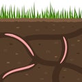 Earthworms in garden soil. Air and water passage in the soil created by earthworms. Worms in ground. Sliced view for a